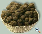 FRESH BLACK TRUFFLE