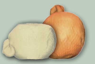 Scamorza bianca e affumicata