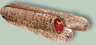 Lombetto al finocchio