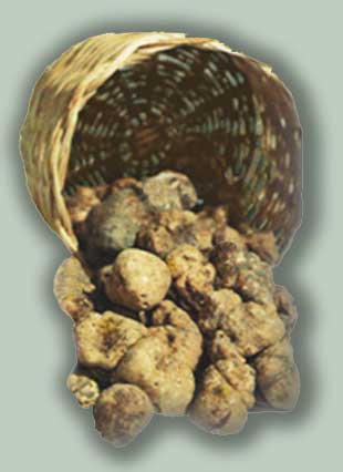 Tartufo bianco fresco